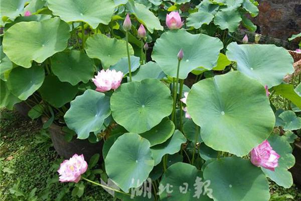 斯内德：离开国米时我和利物浦谈过，但为冠军奖杯选择加拉塔萨雷