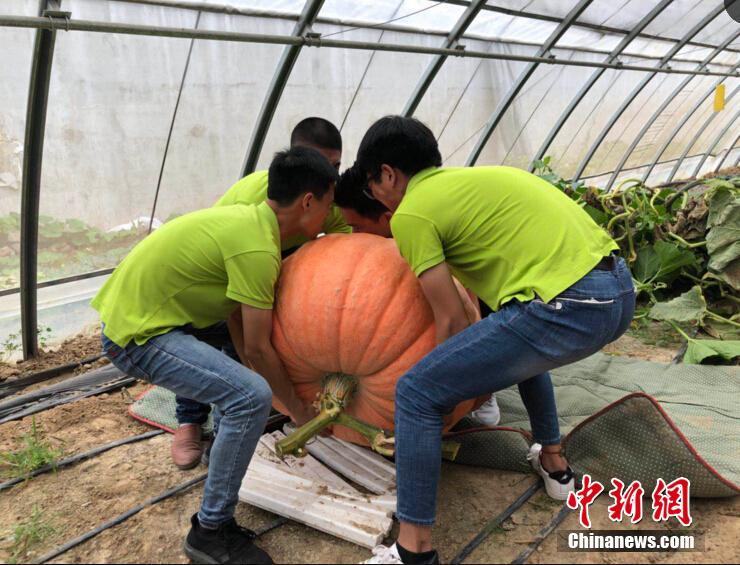 修车狂魔!豌豆射手最爱斯坦福桥 连续4次替补建功